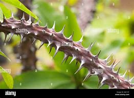 a thorn in the flesh
